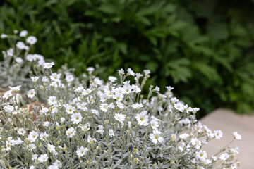 Cerastium tomentosum or snow in summer white silver evergreen flower of the family Caryophyllaceae. Low, horticultural plant, perennial, rocky, alpine plant in the garden landscape architecture design © Eleni Saitanidi