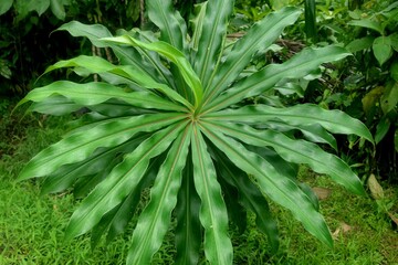 green tropical leaves