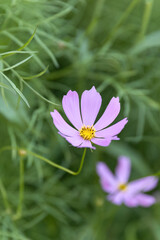 Summer pink, red or white Cosmos bipinnatus or garden cosmos flower, Mexican aster or cosmea , Asteraceae family, native to the Americas in the garden or landscape architecture design, wallpaper