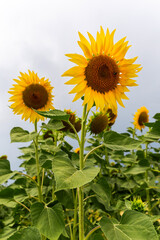 Fototapeta premium Close up photo of the common sunflower or Helianthus annuus is harvested for its edible oily seeds or snack food. Farm, cultivation and oil industry