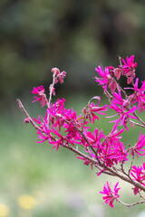 Red and pink Loropetalum chinensis or Chinese fringe and strap purple red evergreen flower in the garden design or landscape architecture design