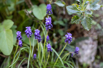 Blue spring Muscari perennial bulbous plants or grape hyacinth used as ornamental flower in the garden or landscape architecture design, wild in the woods