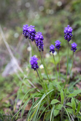 Blue spring Muscari perennial bulbous plants or grape hyacinth used as ornamental flower in the garden or landscape architecture design, wild in the woods