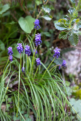 Blue spring Muscari perennial bulbous plants or grape hyacinth used as ornamental flower in the garden or landscape architecture design, wild in the woods