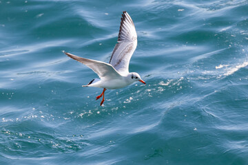a seagull flying over the blue sky