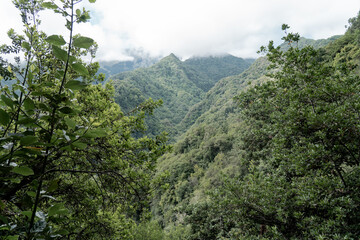 Green, lush nature in Madeira.
