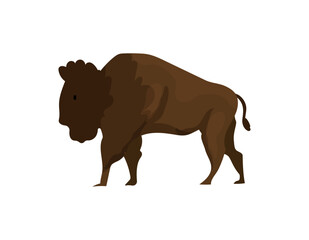 American Bison