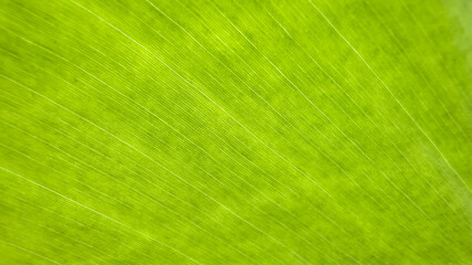 Close up view of green leaf texture background