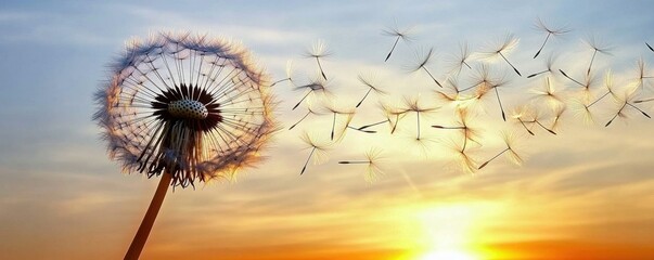 Naklejka premium Dandelion in the wind at sunset