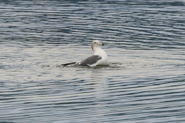 a seagull flying over the blue sea