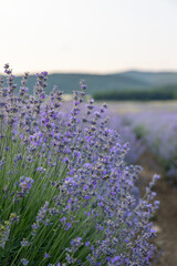 Fototapeta premium Blue Lavandula or lavender is a perennial flowering plants in the mints family, Lamiaceae. Medicine use oil, tea, culinary and in the garden or landscape architecture design, sky wallpaper