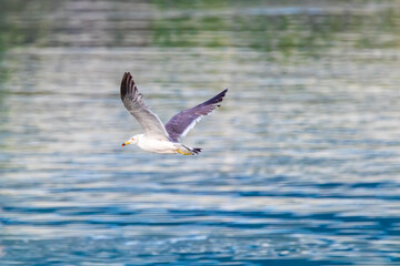 a seagull flying over the blue sea