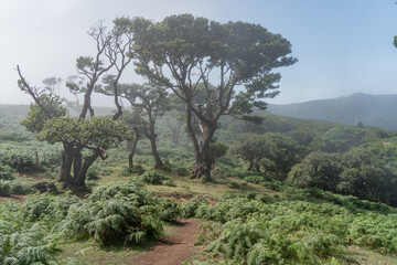 Beautiful misty forest on the island of Madeira.