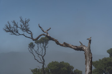 Beautiful misty forest on the island of Madeira.