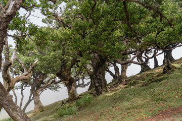 Trees standing in the forest of fanal forest.