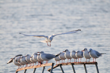 a seagull flying over the blue sea