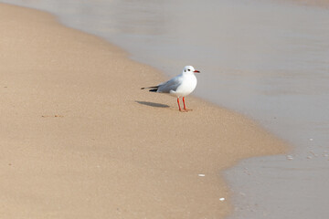 a seagull flying over the blue sky