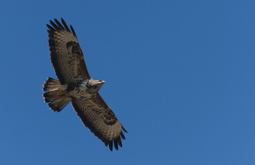 myszołów zwyczajny