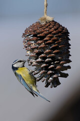 sikarka przy karmniku