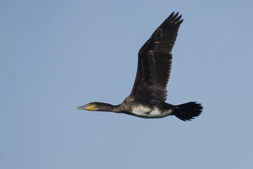 kormoran w przelocie