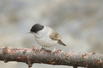 ptak kapturka © Klaudia