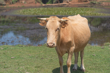 Cow standing near a lake at a forest in Madeira.