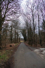 Grau bewölkter Waldweg mit kahlen Bäumen – Deutschland, Augsburg, Haunstetten, 26.02.2025