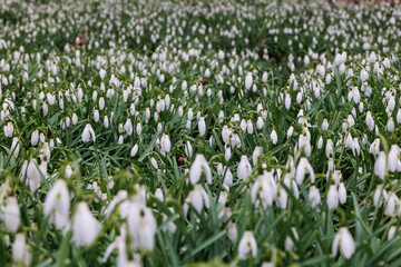 Fototapeta premium Close-up of a dense field of snowdrops on an overcast day, Germany, Augsburg, Haunstetten, 26.02.2025