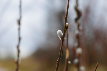 Pussy willow bud in early spring under cloudy sky, Germany, Augsburg, Haunstetten, 26.02.2025..