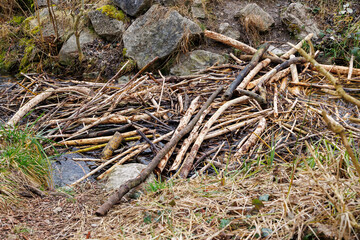Beaver dam in small stream, overcast weather, Germany, Augsburg, Haunstetten, 26.02.2025..