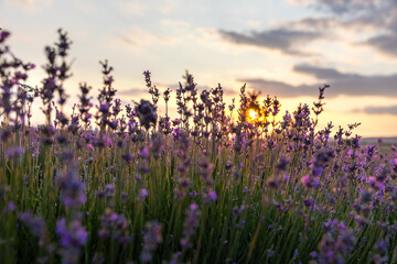 Blue Lavandula or lavender is a perennial flowering plants in the mints family, Lamiaceae. Medicine use oil, tea, culinary and in the garden or landscape architecture design, sky wallpaper