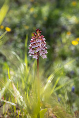 Early spring purple flower Orchis purpurea, mascula, Ophrys arachnitiformis, Orchis simia, in the forest, green blurry background