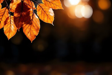 Glowing orange autumn leaves backlit by soft evening sunlight against dark background with bokeh lights creating magical fall atmosphere and copy space.