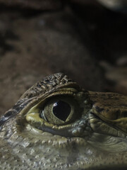 Crocodile eye close up in lake in summer