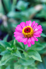Obraz premium Spring summer red yellow pink flower or elegans or Zinnia violacea is an annual flowering plant in the family Asteraceae native to Mexico, in the garden and landshaft or landscape architecture design
