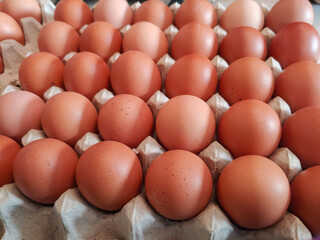 Front view of Brown and speckled chicken eggs in the cardboard egg tray with rooms for thirty eggs