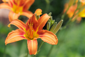 Obraz premium Red pink Hemerocallis fulva or Daylily beautiful flower in the garden and landshaft design
