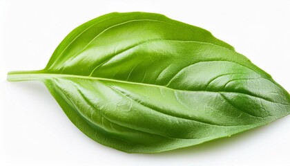 Obraz premium fresh basil leaf isolated