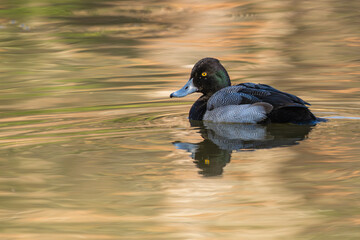A male Lesser scaup floating on a pond
