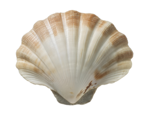 isometric 3d realistic seashell with natural texture and brown gradient pattern, marine ocean shell for coastal decor, beach elements, and underwater themes, on isolated background
