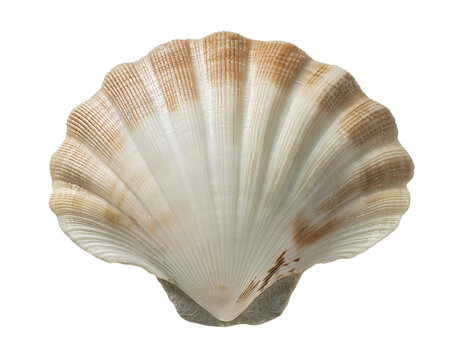 isometric 3d realistic seashell with natural texture and brown gradient pattern, marine ocean shell for coastal decor, beach elements, and underwater themes, on isolated background

