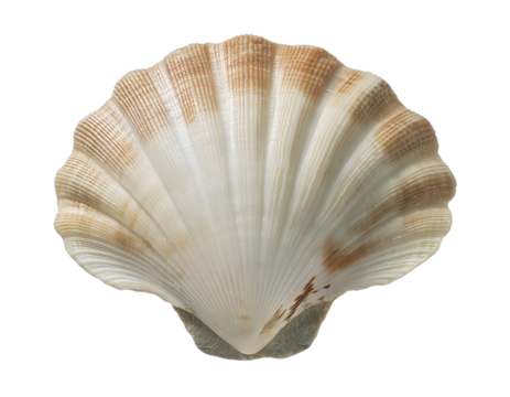 isometric 3d realistic seashell with natural texture and brown gradient pattern, marine ocean shell for coastal decor, beach elements, and underwater themes, on isolated background
