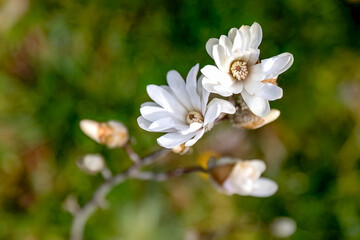 Close up photo of Magnolia stellata or star magnolia white flowers in the garden or landscape architecture design, blur background