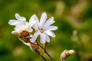 Close up photo of Magnolia stellata or star magnolia white flowers in the garden or landscape architecture design, blur background
