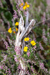 Hypecoum imberbe or sicklefruit hypecoum, spring yellow wild flower in the forest, wallpaper and background