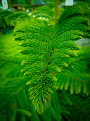 Close-up of Vibrant Green Norfolk Island Pine Leaf