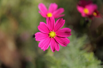 Fototapeta premium Summer pink, red or white Cosmos bipinnatus or garden cosmos flower, Mexican aster or cosmea , Asteraceae family, native to the Americas in the garden or landscape architecture design, wallpaper