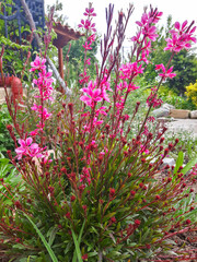 Pink and white gaura flower or Oenothera lindheimeri, commonly known as Lindheimers beeblossom, Lindheimers clockweed, and Indian feather, in the garden and landshaft design