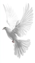 Obraz premium Graceful white dove in flight against a bright background captures the essence of freedom and peace with its wings spread open in the sky