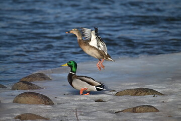 ducks on the river, mallard, winter